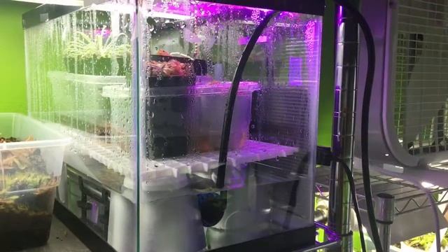 The petiolaris sundew terrarium upgrade смотреть онлайн