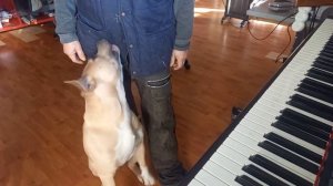 Вы думаете, собаки не любят пианино? Тогда смортите.