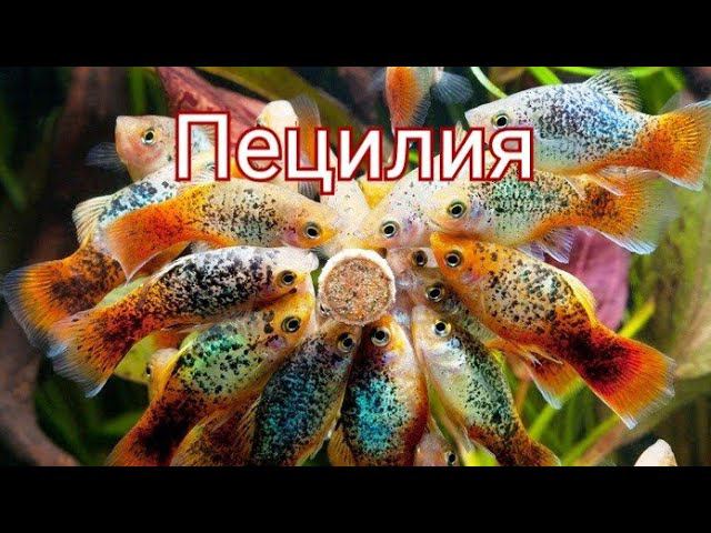 Пецилия. Уход , разведение, кормление.