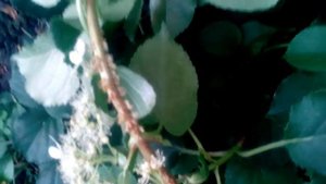 Гортензия черешковая ч.2 Цветение