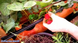 КЛУБНИКА НА НОВЫЙ ГОД/УРОЖАЙ/КЛУБНИКА В ТЕПЛИЦЕ ЗИМОЙ.