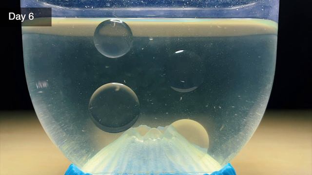 My Sea Monkeys: Day 1 - 30 | The first month of growth смотреть онлайн