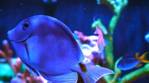 Reef Tank - Relax 4K - Saltwater Aquarium - Coral Reef