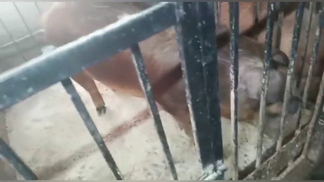 Племенные свиньи...Начало строительства нового сарая...