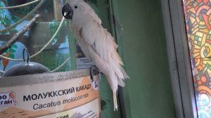 МОЛЛУКСКИЙ КАКАДУ Макс в Ялтинском зоопарке "Сказка" -всегда рад гостям и общению!