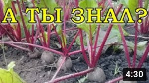 Почему свекла волокнистая и не вкусная????