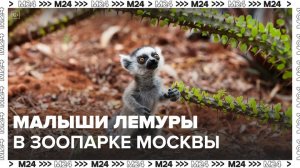 Московский зоопарк впервые показал детенышей кошачьих лемуров - Москва 24