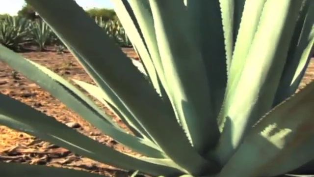 Agave.mp4 смотреть онлайн
