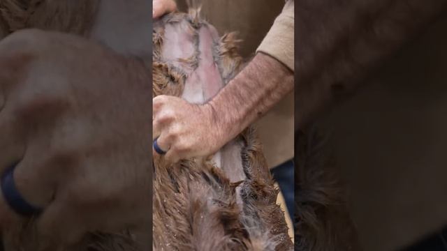 Растительное дубление кожи 💼