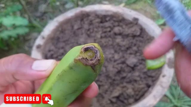 Easy way to grow banana tree from banana | 100%success with Aloe vera | смотреть онлайн