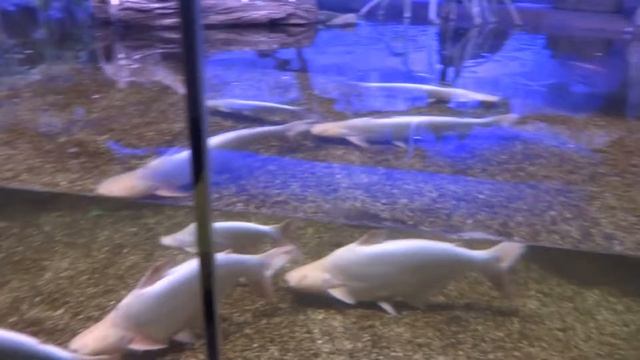 Океанариум в Крокусе. Реки и озера (3 часть) Фламинго смотреть онлайн