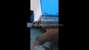 Ловля подуста зимой!