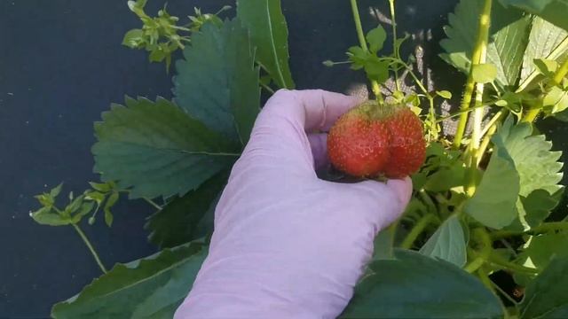 Земляника Вима Тарда. Поздний сорт. смотреть онлайн