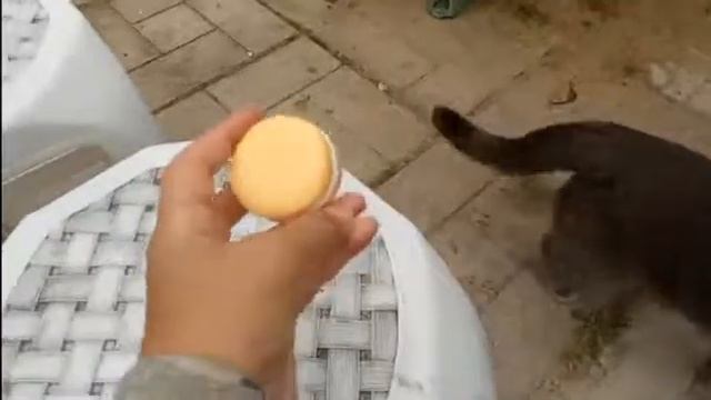 ДЕНЬ РОЖДЕНИЯ МОЕЙ ДВОЮРОДНОЙ СЕСТРЕ МАРГО, 11 ЛЕТ!! смотреть онлайн