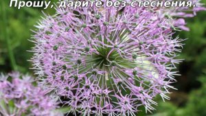 38. Дарите добрые слова (2)... Стихи Ильи Евтеева