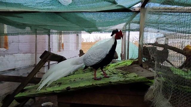 Серебряный фазан машет крыльями, очень красиво! смотреть онлайн