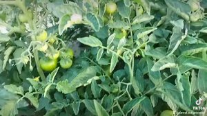 Лоджейн f1 #қызанақ #томат #үйіргелікжерденмолөнімалу #үйіргелікжердентабыстабу