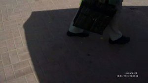 ручной скворец