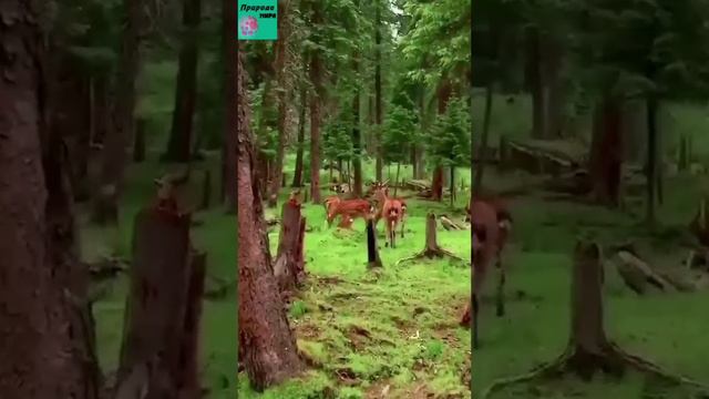 Пятнистый олень, или олень-цветок млекопитающее из семейства оленевых