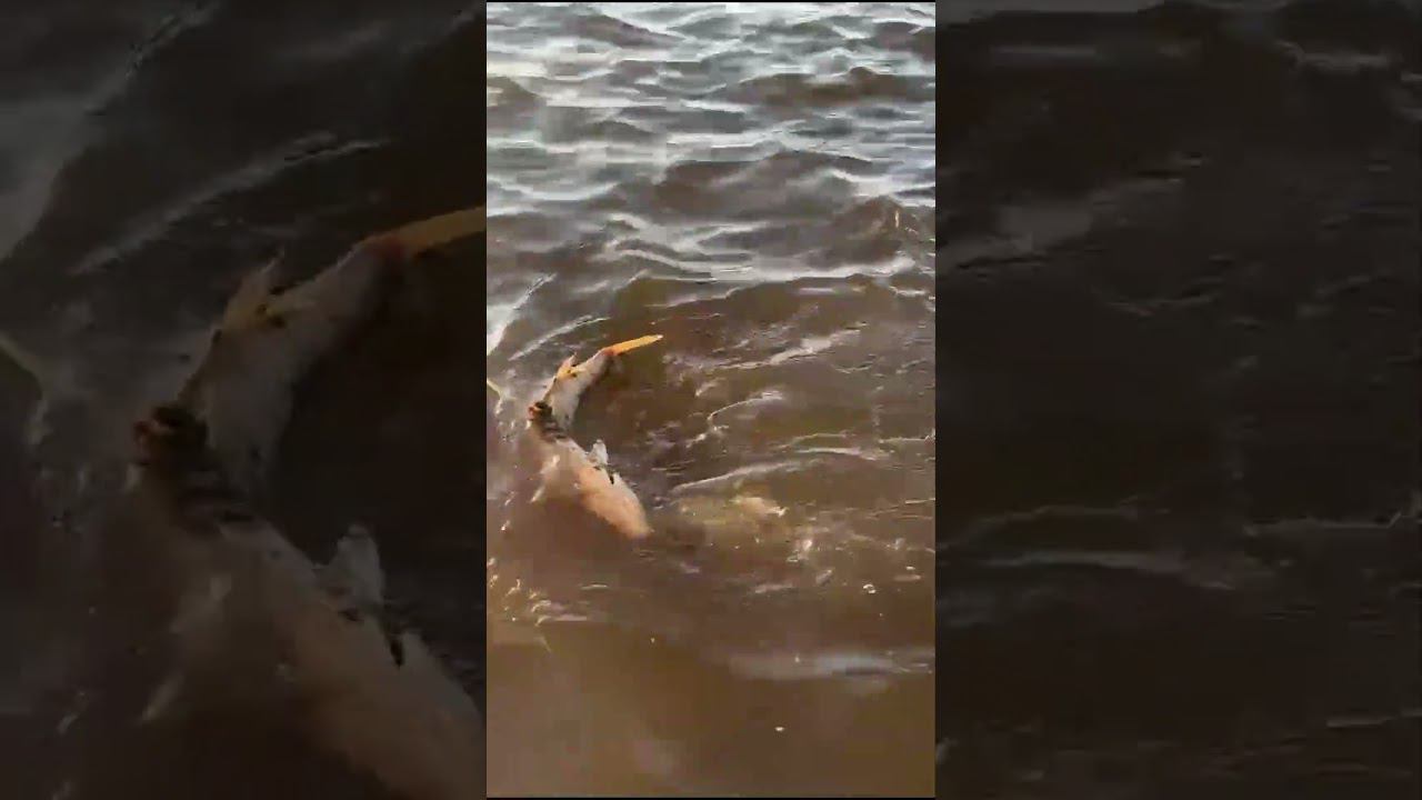 Рыбалка на Амуре,ужасть!"