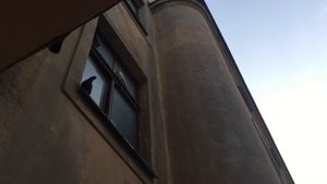 Отпугивание голубей аудио записью