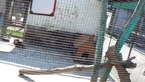 Поездка в Зоопарк Большеречье Омская Область Обзор, Отзыв!!!