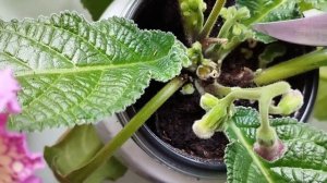 √3 Стрептокарпусы - о пасынках, где и зачем удалять?