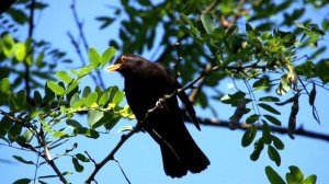 Черный дрозд Turdus merula голос черного дрозда / лучшие песни дроздов