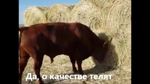 Калмыцкая порода Бык производитель