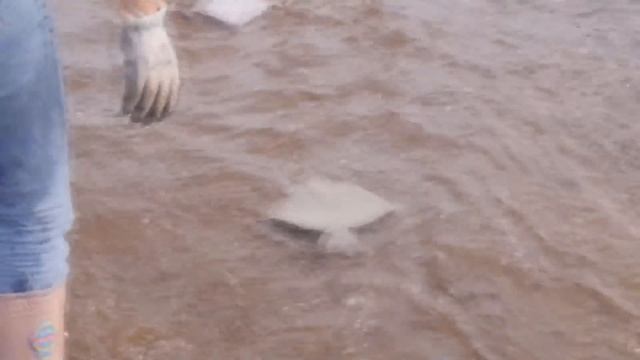 English sub大雨过后养殖厂冲出淡水鱼海边竟然有黄鳝小章惊呆了赶海小章