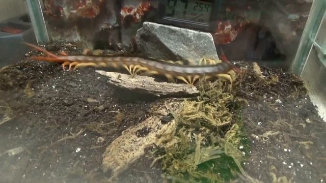 Сколопендра Scolopendra Subspinipes