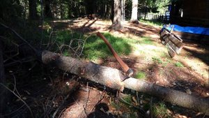 Рысь . Перерубание ствола по методу Григория Соколова .