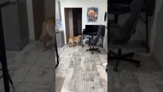 Собака 🐶.