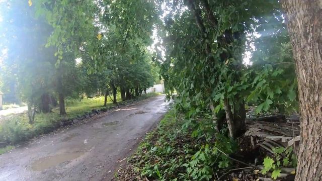 Куры, гуси и белые грибы. смотреть онлайн