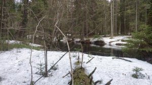 Весенняя речка в сосновом лесу. Расслабляющая музыка весны, для сна, отдыха и релаксации.