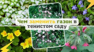 Чем заменить газон в тенистом саду.??