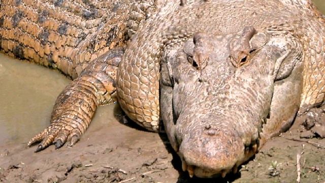 Таиланд. Паттайя. Крокодиловая ферма 2 смотреть онлайн