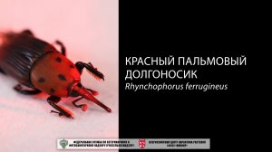 Красный пальмовый долгоносик  (Rhynchophorus ferrugineus)