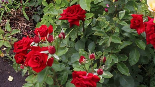 Фларибунда Никколо Поганини смотреть онлайн