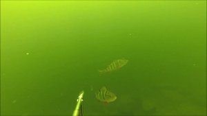 Подводная охота на Красноярском море Лето 2015