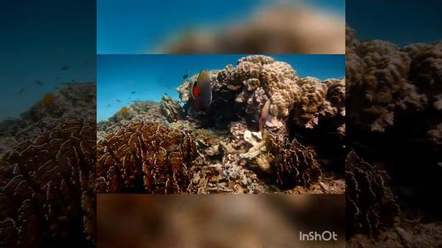 Дайвинг за 3500 бат | Пхукет смотреть онлайн