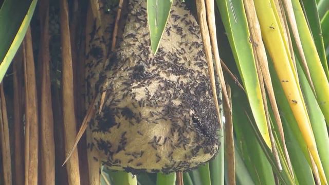 ALBERT EINSTEIN Gibi Bir FİZİKÇİNİN Arılarla Ne İşi Olur? смотреть онлайн