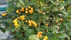 Jerusalem cherry plant care tips|#ChristmasCherry|Solanum pseudocapsicum|giveaway free seeds|