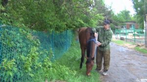 Лошадь нарушает личное пространство. Что делать?The horse violates personal space. What to do?