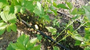 Нормировка побегов