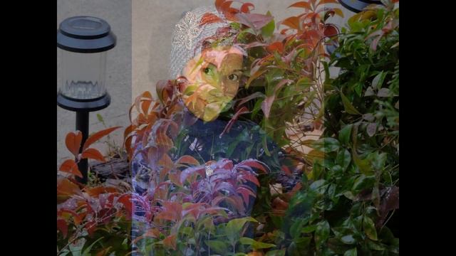 NIKON CoolPix P600 Compilation of Pictures смотреть онлайн