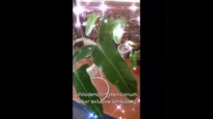 #philodendron #mexicanum PHILODENDRON MEXICANUM PESONA YG KEKAR EXLUSIVE SAAT SUDAH BERKUPING