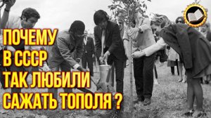 Почему в СССР повсюду сажали тополя?