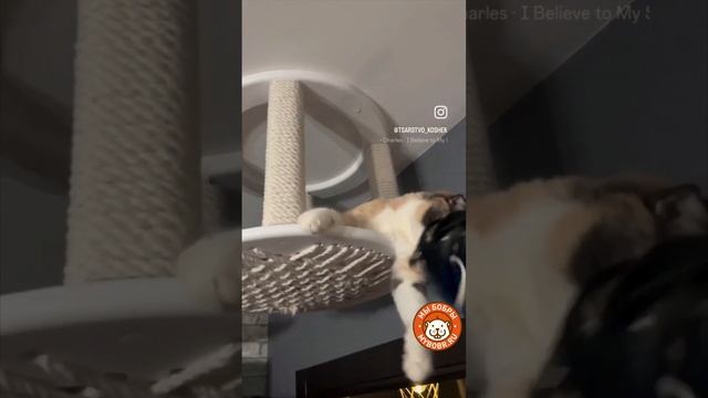 Котодром для любимых котиков от Мы Бобры