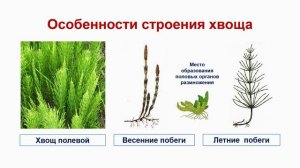 Плауны.Хвощи